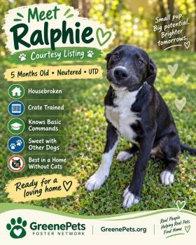 Ralphie -  Terrier Dog for Adoption in Greeneville, Tennessee - Ralphie | PetCurious