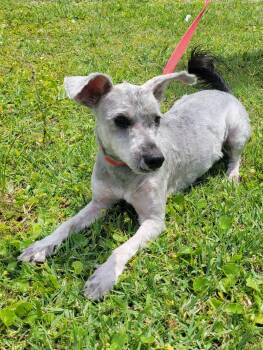 Miniature Schnauzer and Yorkshire Terrier Dogs Available for Adoption in Laplace, Louisiana - Banks | PetCurious