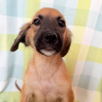 Remo in NH. Come Meet our Adoptable Dogs Wednesday-Saturday. Mor -  Shepherd Dog for Adoption in Manchester, New Hampshire - Remo In NH. Come Meet Our Adoptable Dogs Wednesday-Saturday. Mor | PetCurious