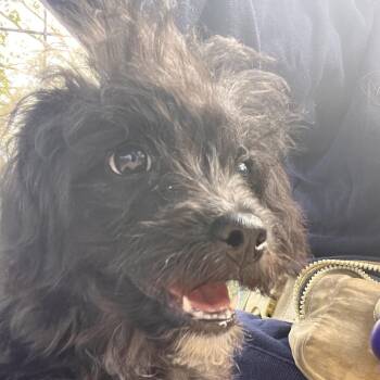 Jellybean -  Poodle and Yorkshire Terrier Dog for Adoption in Clarksville, Arkansas - Jellybean | PetCurious