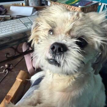 Wesley -  Shih Tzu Dog for Adoption in Ennis, Texas - Wesley | PetCurious