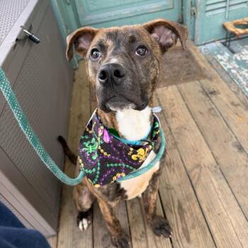 Keizer Fontaine -  Catahoula Leopard Dog and Pit Bull Terrier Dog for Adoption in New Orleans, Louisiana - Keizer Fontaine | PetCurious