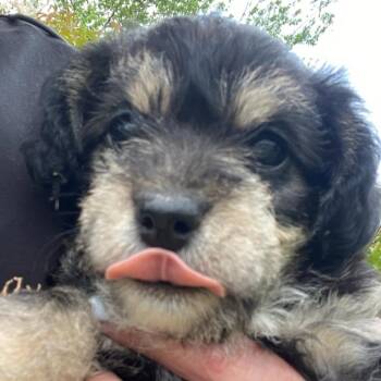 Lilly Grace (Dallas) -  Poodle and Mixed Breed Dog for Adoption in Houston, Texas - Lilly Grace (Dallas) | PetCurious