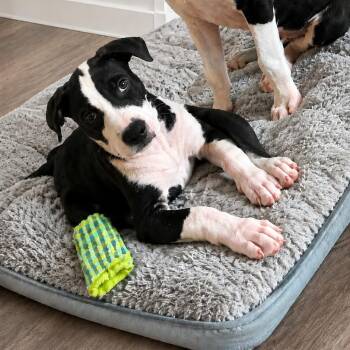 Pogo -  American Bulldog and Cattle Dog Dog for Adoption in Helena, Alabama - Pogo | PetCurious