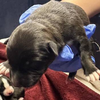 Plum -  Mixed Breed Dog for Adoption in Springboro, Ohio - Plum | PetCurious