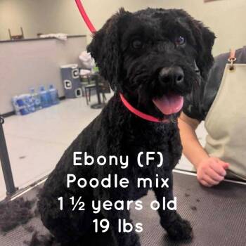 Rescue Poodle Dogs for Adoption in San Diego, California - Ebony | PetCurious