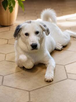 Ericka -  Great Pyrenees Dog for Adoption in Kiowa, Oklahoma - Ericka | PetCurious
