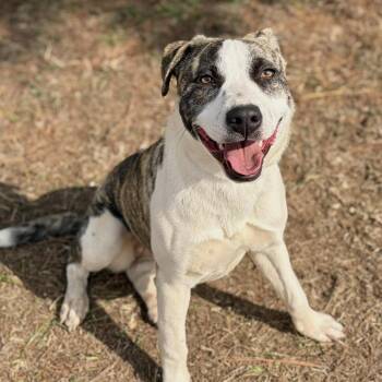 Mixed Breed Dogs Available for Adoption - Bali | PetCurious