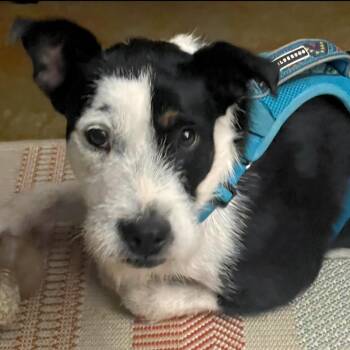 Cattle Dog and Australian Cattle Dog Blue Heeler Dogs Available for Adoption - Fran | PetCurious