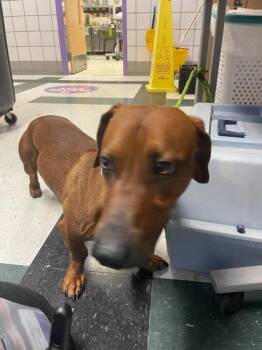 Charlie -  Dachshund and Mixed Breed Dog for Adoption in El Paso, Texas - Charlie | PetCurious