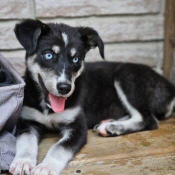 Eliza -  Husky and Shepherd Dog for Adoption in Hawkestone, Ontario - Eliza | PetCurious