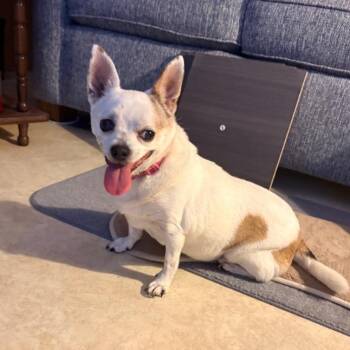 Ladybug -  Chihuahua Dog for Adoption - Ladybug | PetCurious