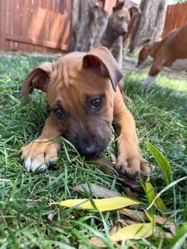 Chili -  Black Mouth Cur Dog for Adoption in Colorado Springs, Colorado - Chili | PetCurious