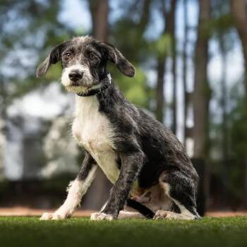 West -  Wirehaired Terrier and Mixed Breed Dog for Adoption in Jupiter, Florida - West | PetCurious