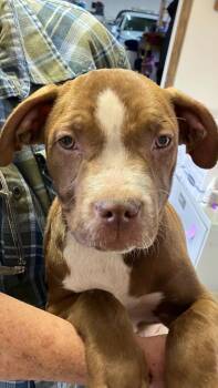 Pit Bull Terrier Dogs Available for Adoption in Boone, Colorado - Amelia | PetCurious