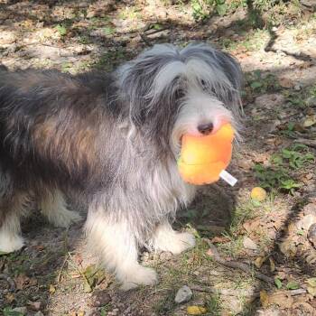 Dusty -  Bearded Collie and Mixed Breed Dog Available for Adoption in Springfield, Missouri - Dusty | PetCurious
