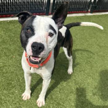 Pit Bull Terrier Dogs Available for Adoption - Aerosmith | PetCurious