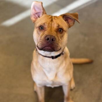 Mixed Breed and Pit Bull Terrier Dogs Available for Adoption in Mankato, Minnesota - Ace | PetCurious