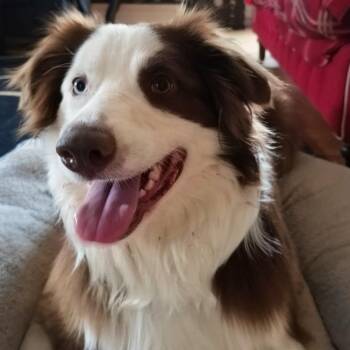 Australian Shepherd Dogs Available for Adoption in Andover, Massachusetts - Otto ~ Local Boy | PetCurious