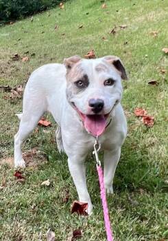 Rescue Terrier Dogs for Adoption in Horn Lake, Mississippi - Alba | PetCurious