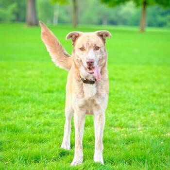 Rescue Catahoula Leopard Dog and Mountain Cur Dogs for Adoption in Cumberland, Maryland - Swayze | PetCurious