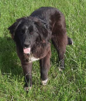 Anatolian Shepherd and Australian Shepherd Dogs Available for Adoption in Mcconnelsville, Ohio - Angie | PetCurious