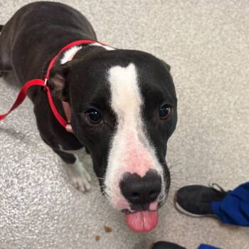Bell Pepper -  Mixed Breed Dog for Adoption in Englewood, Florida - Bell Pepper | PetCurious