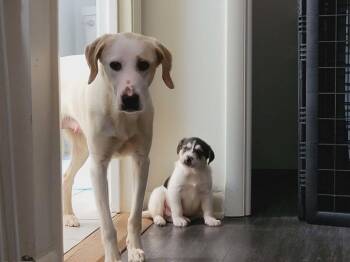 Labrador Retriever Dogs Available for Adoption - Lexi | PetCurious