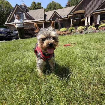 Mosu -  Yorkshire Terrier Dog for Adoption in Thornwood, New York - Mosu | PetCurious