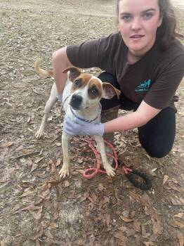 Rescue Beagle Dogs for Adoption in Troy, Alabama - Wisteria | PetCurious