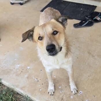 Rescue Cattle Dog and English Coonhound Dogs for Adoption in Floresville, Texas - Popo | PetCurious