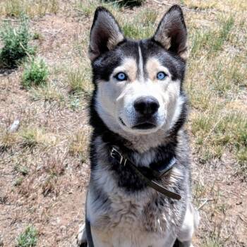 Husky Dogs Available for Adoption in Flagstaff, Arizona - Balto | PetCurious