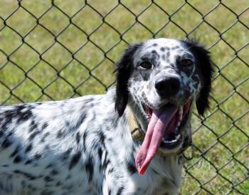 Stanley -  Brittany Spaniel Dog for Adoption in Lebanon, Tennessee - Stanley | PetCurious