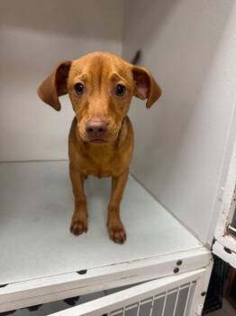 Cookie -  Terrier Dog for Adoption in Sorrento, Louisiana - Cookie | PetCurious