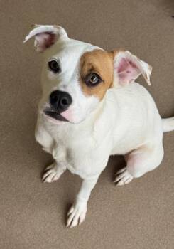 Mamacita -  Boxer and Terrier Dog for Adoption in San Antonio, Texas - Mamacita | PetCurious