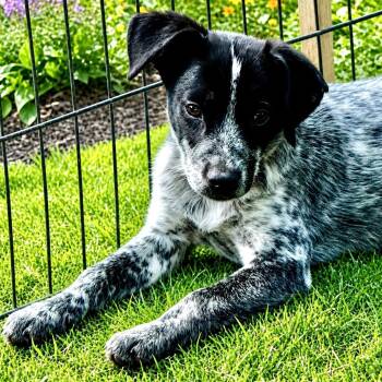 Australian Cattle Dog Blue Heeler Dogs Available for Adoption in Atlanta, Texas - Bode | PetCurious