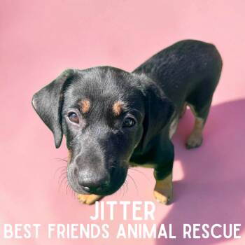 Jitter -  Pit Bull Terrier Dog for Adoption in Wasilla, Alaska - Jitter | PetCurious