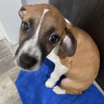 Phoebe -  Mixed Breed and Beagle Dog for Adoption in Richmond Hill, Georgia - Phoebe | PetCurious
