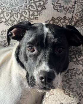 Rescue English Pointer Dogs for Adoption in Grafton, Massachusetts - Luna | PetCurious
