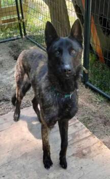 Baloo - Located in Kentucky -  Dutch Shepherd Dog for Adoption in Imlay City, Michigan - Baloo - Located In Kentucky | PetCurious