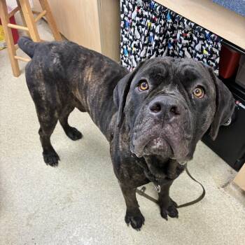 Duke -  Cane Corso Dog for Adoption in Windsor, Virginia - Duke | PetCurious