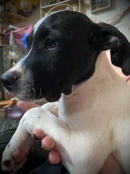 Emmett - Twilight LItter -  Hound Dog for Adoption in Sheboygan, Wisconsin - Emmett - Twilight LItter | PetCurious