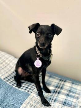 Mitzi -  Chihuahua Dog for Adoption in Tifton, Georgia - Mitzi | PetCurious