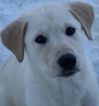 Great Pyrenees and Shepherd Dogs Available for Adoption - Serac (The Mountain Litter)  | PetCurious