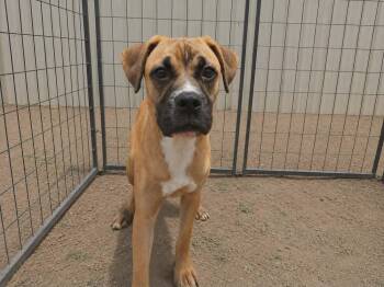 Goofy Goose -  Boxer Dog for Adoption in Minneapolis, Minnesota - Goofy Goose | PetCurious
