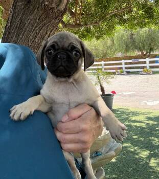 Pug Dogs Available for Adoption in Temecula, California - Zeke | PetCurious