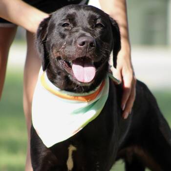 Callie -  Labrador Retriever Dog for Adoption in Columbia, South Carolina - Callie | PetCurious