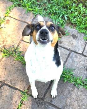 Charlie -  Jack Russell Terrier Dog for Adoption in Columbia, Tennessee - Charlie | PetCurious