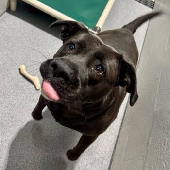 Dodge -  Black Labrador Retriever and English Bulldog Dog for Adoption in Evansville, Indiana - Dodge | PetCurious