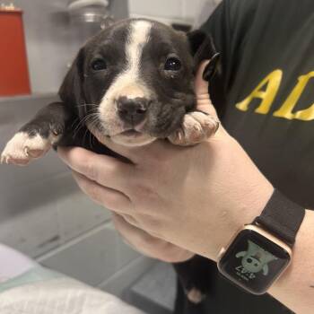 Ron -  Mixed Breed Dog for Adoption in Summerville, South Carolina - Ron | PetCurious
